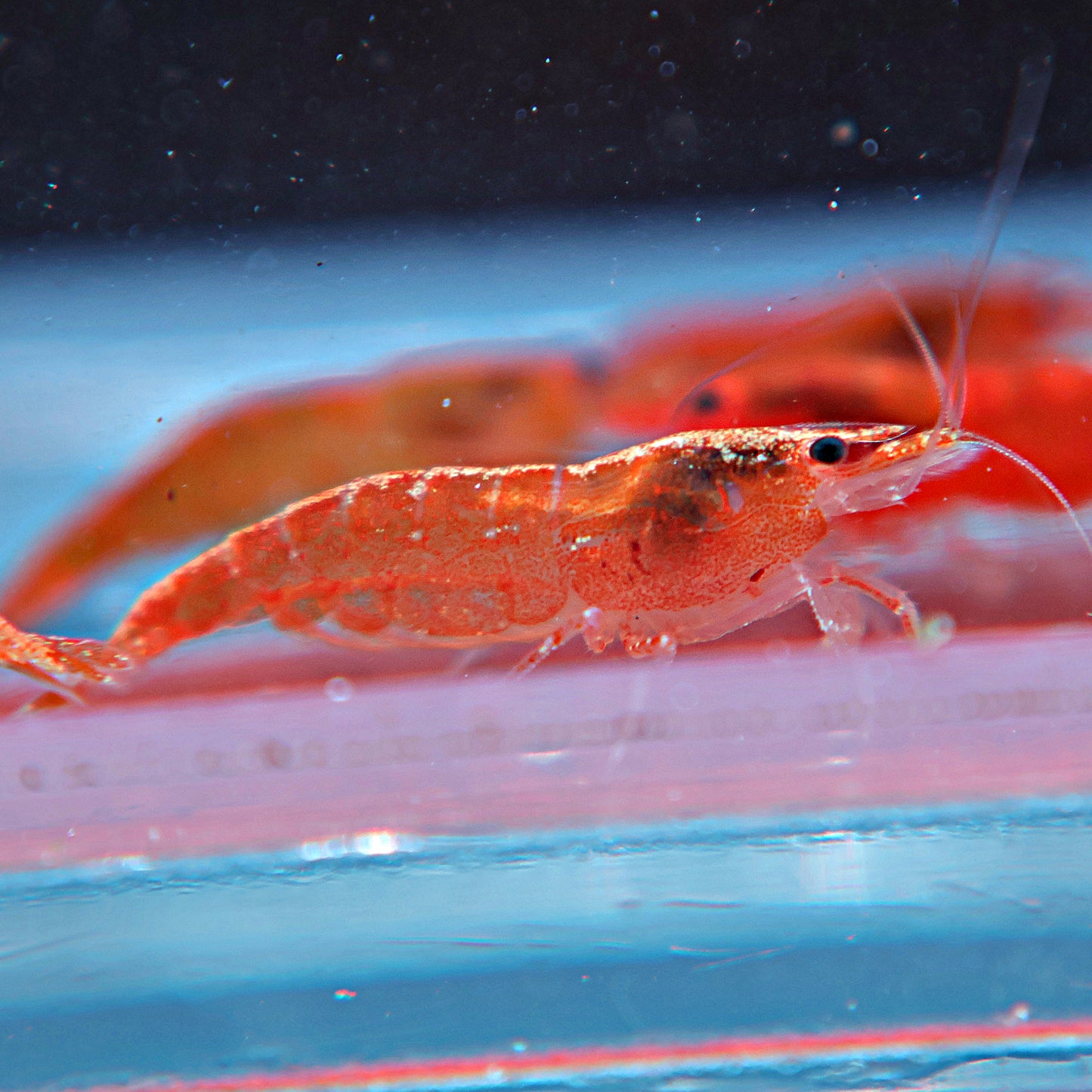 Neocaridina - Orange sunkist