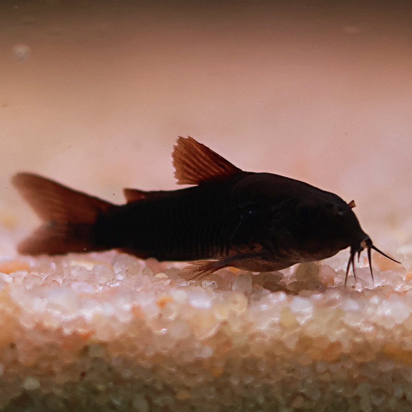Corydoras black venezuela