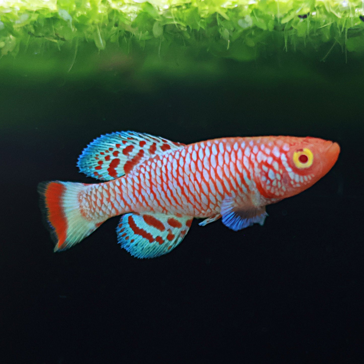 Nothobranchius Rachovii Albinos - Couple