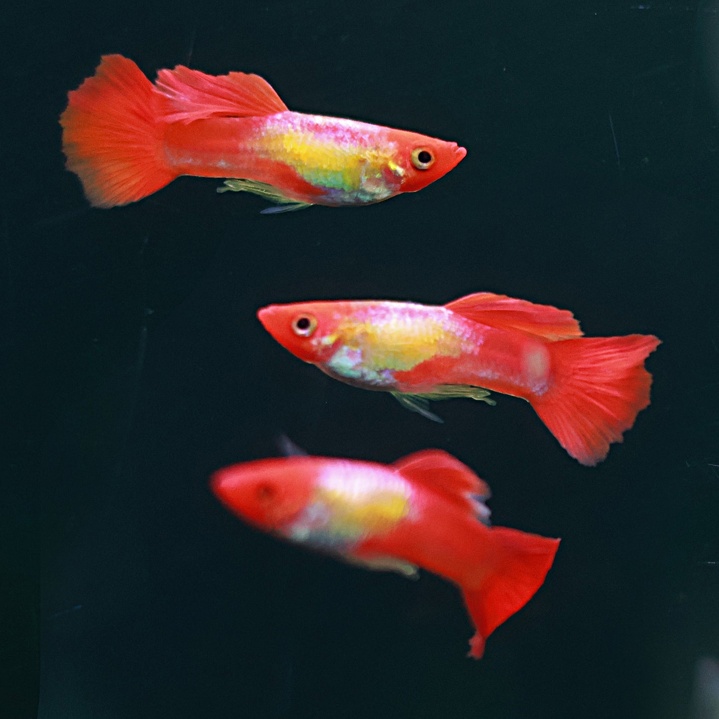 Guppy Kohaku