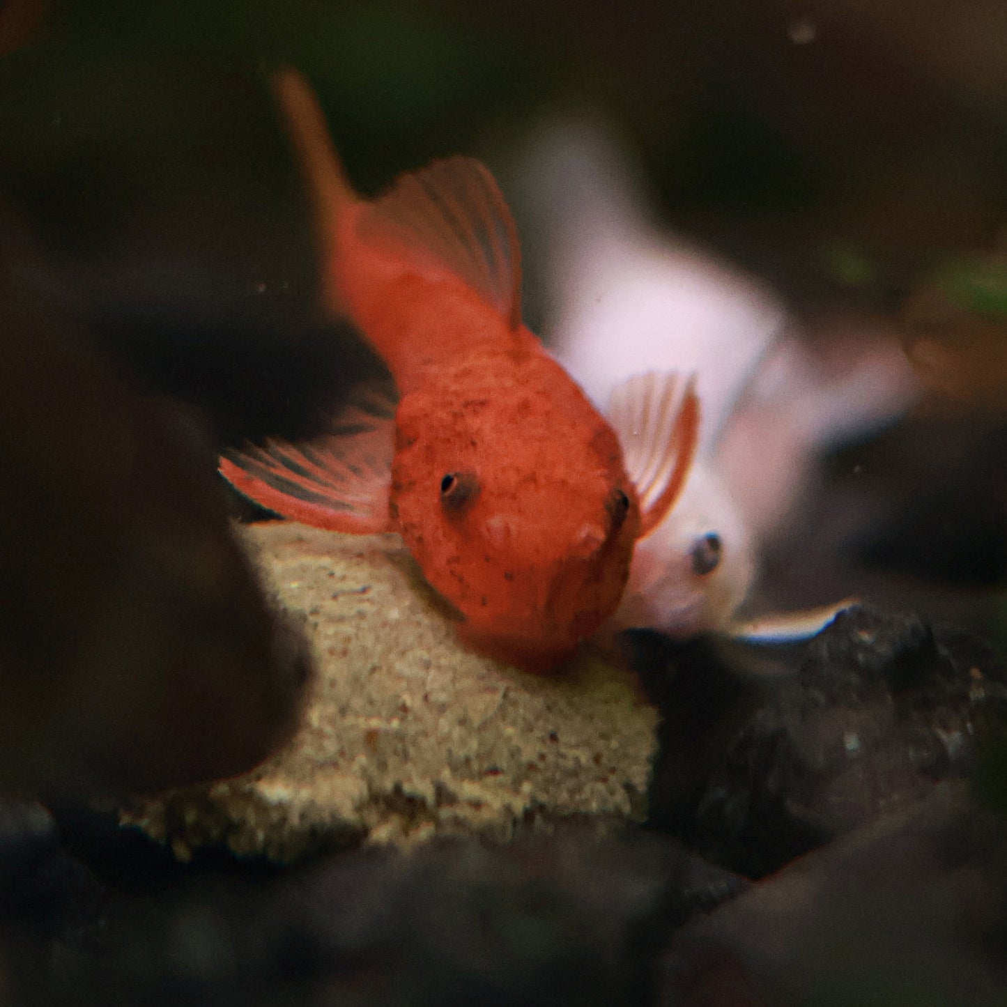 Ancistrus Super Red