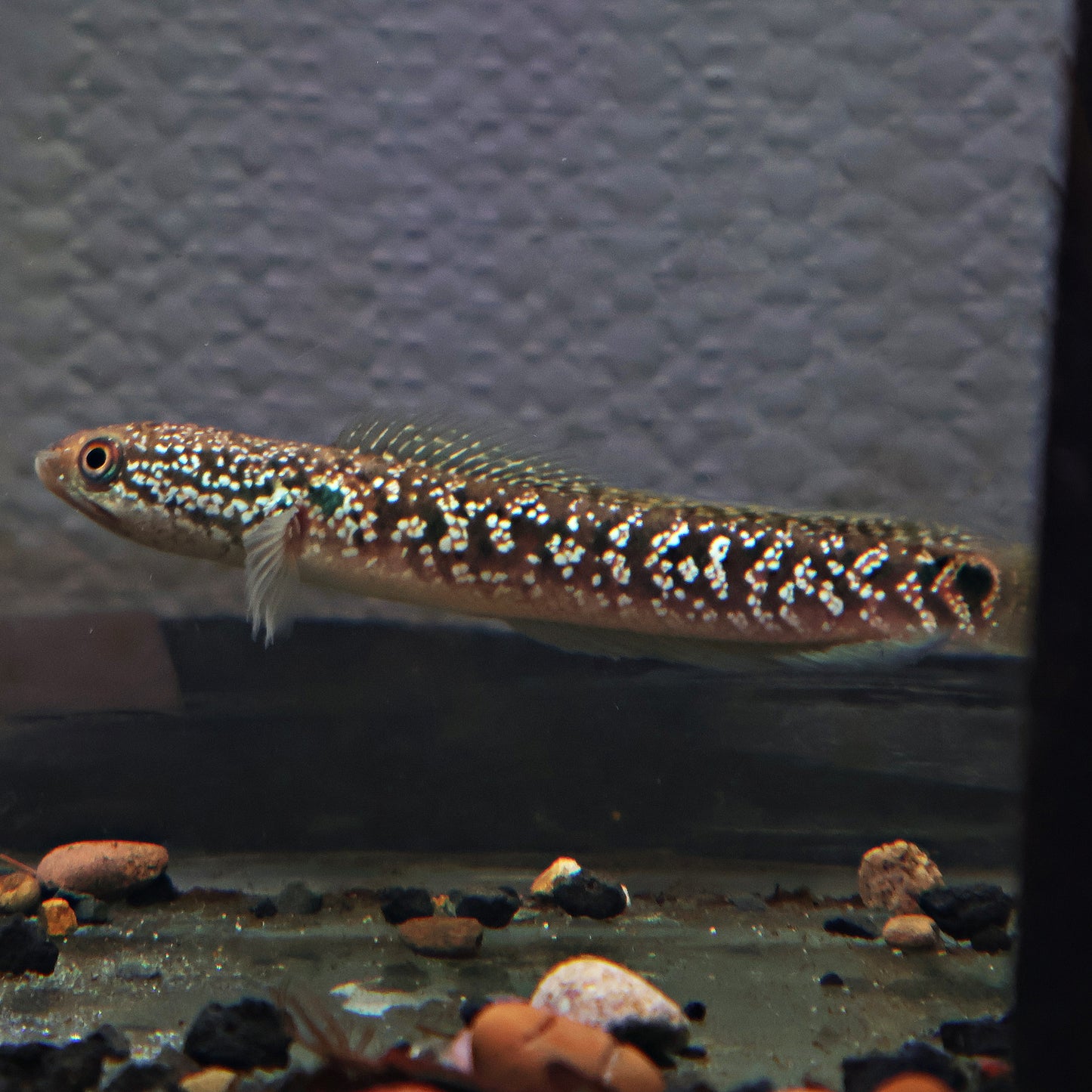 Channa Asiatica Super Foam