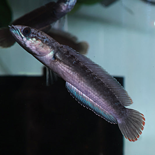 Channa Gachua Blue Bengal