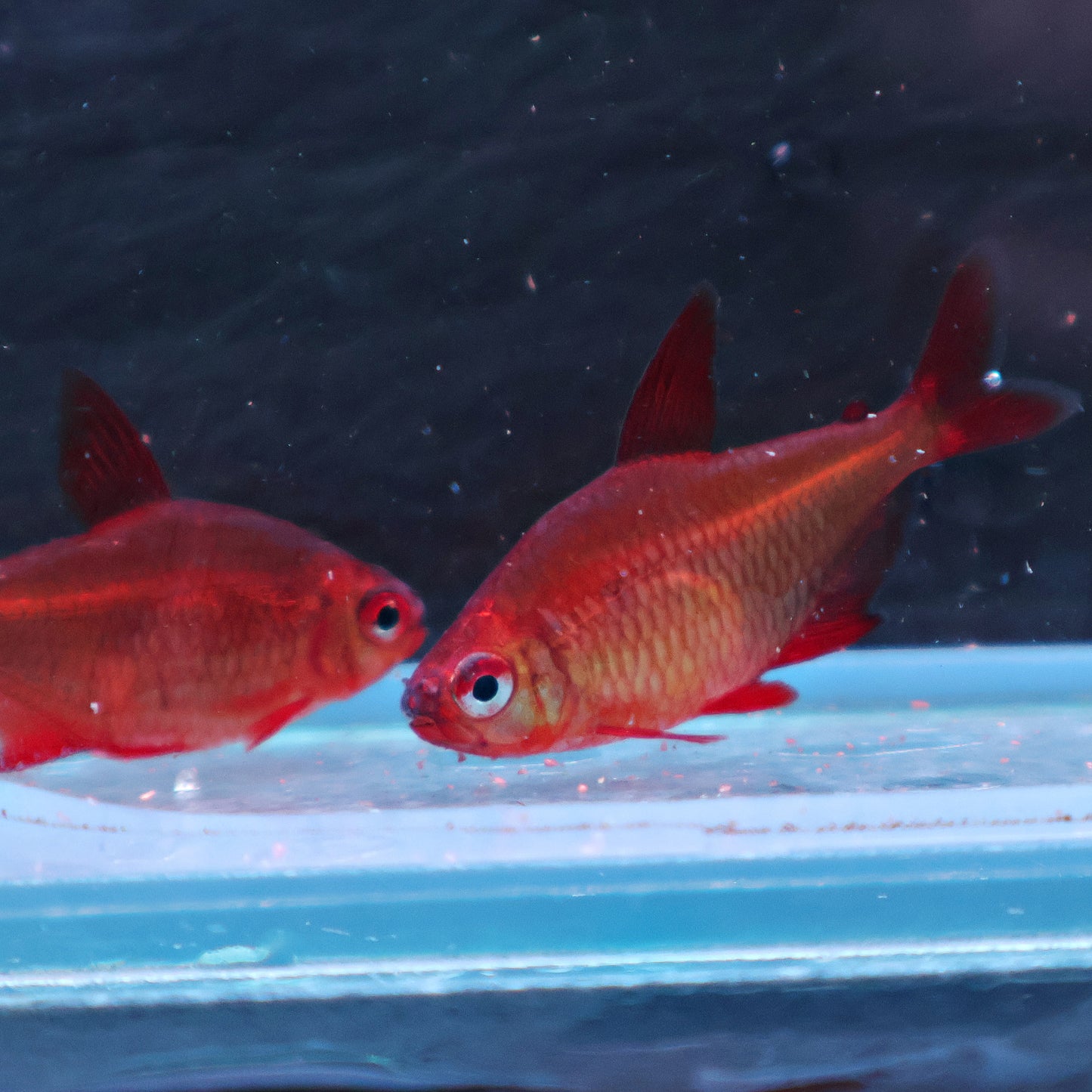 Tetra red Cherry - Hyphessobrycon Red Muzel