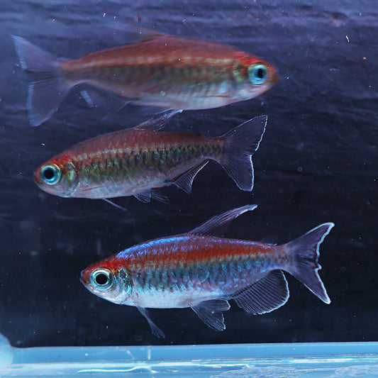 Phenacogrammus interruptus - Tetra du Congo