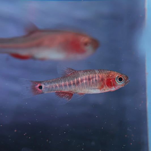 Danio émeraude