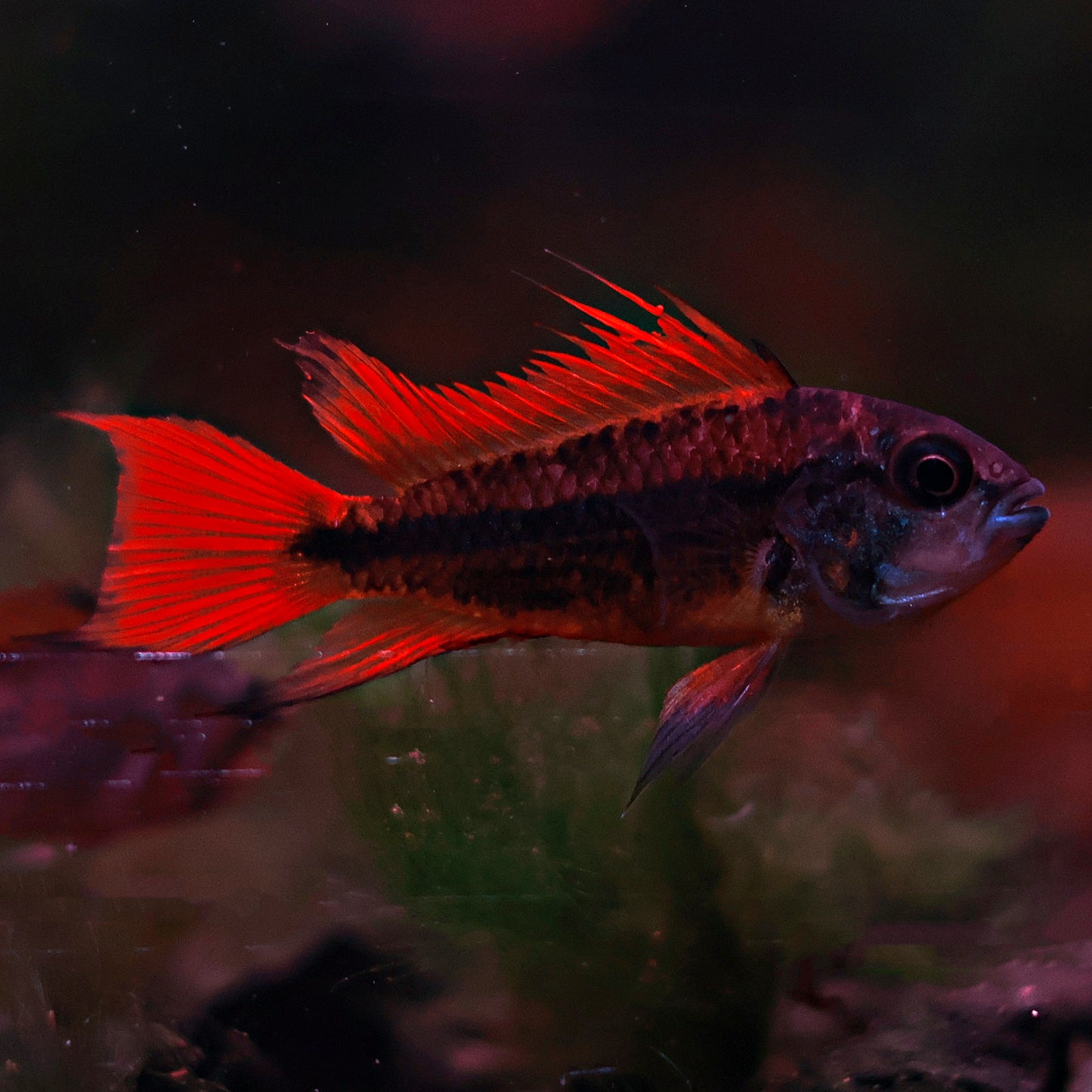 Apistogramma Cacatuoides orange (couple)