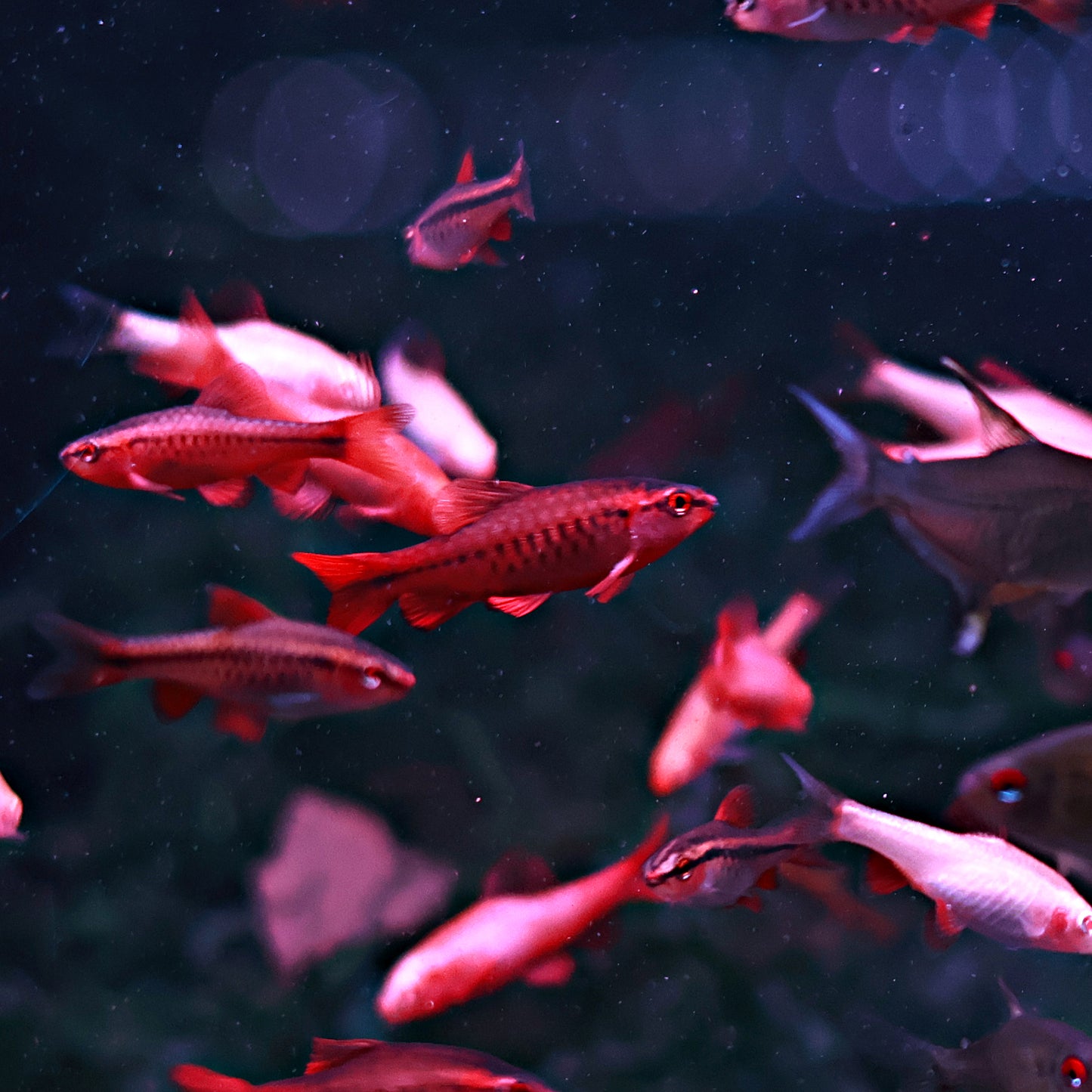 Barbus cerise