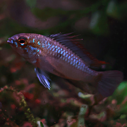 Apistogramma Trifasciata (Couple)