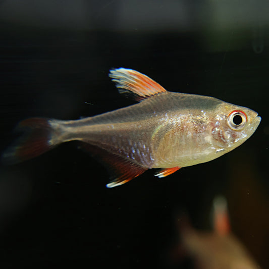 Tetra Hyphessobrycon bentosi white fin