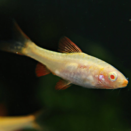 Barbu cerise albinos