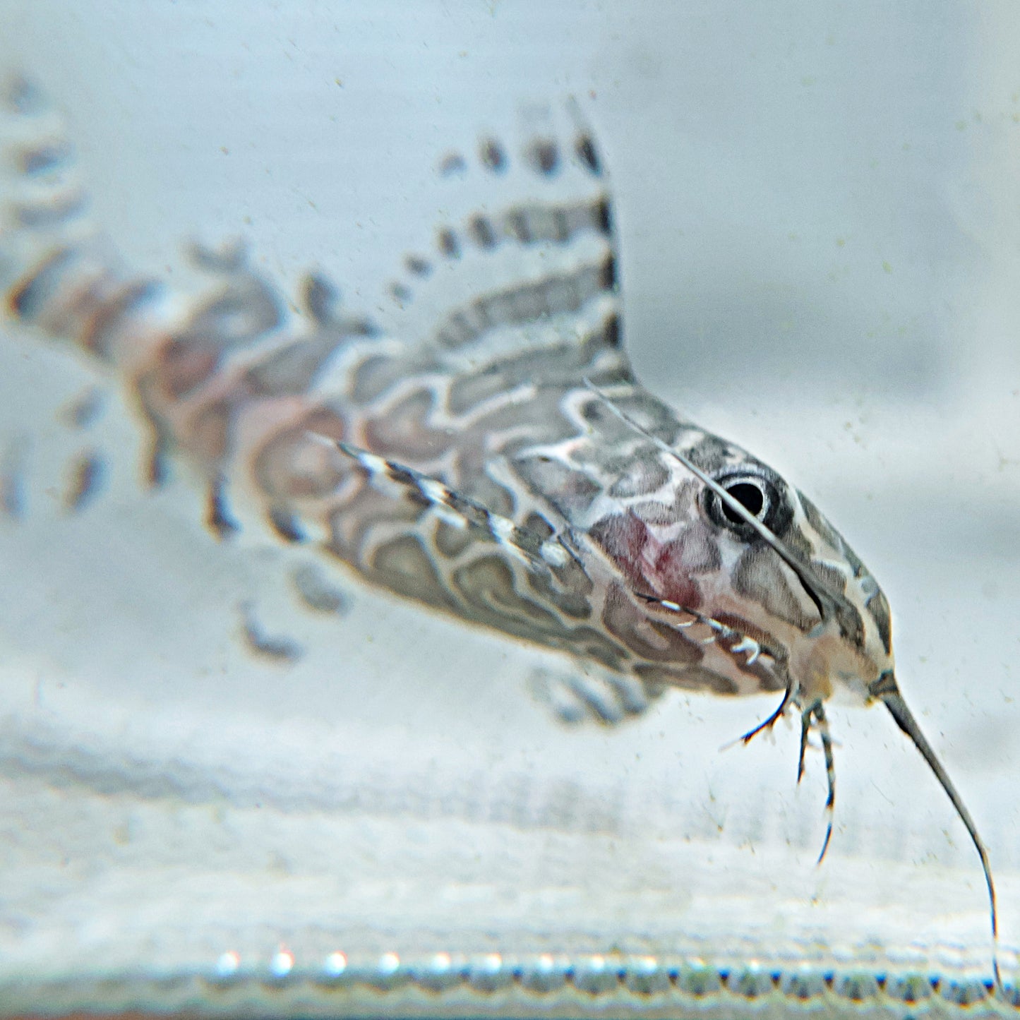 Synodontis eupterus