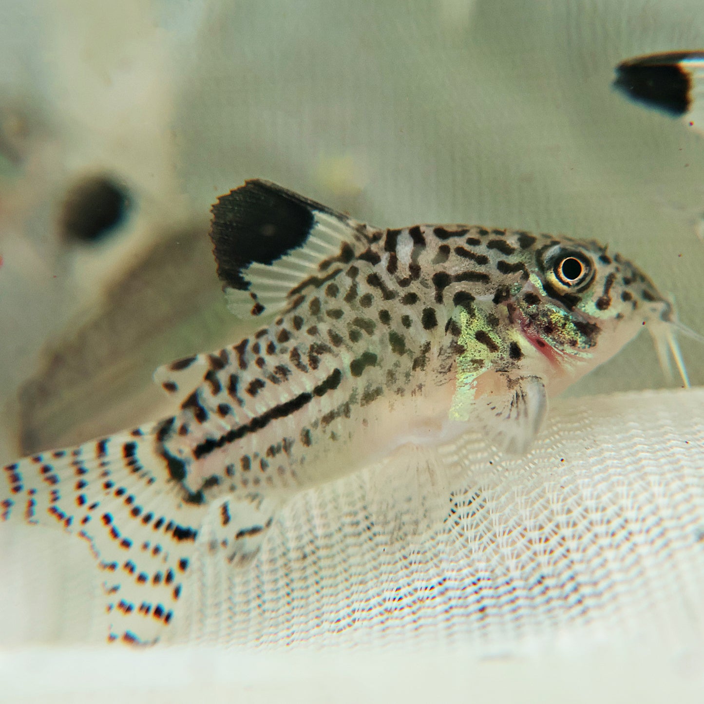 Corydoras julii