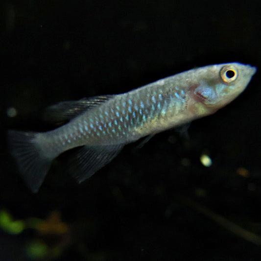Nothobranchius Eggersi Blue - Couple