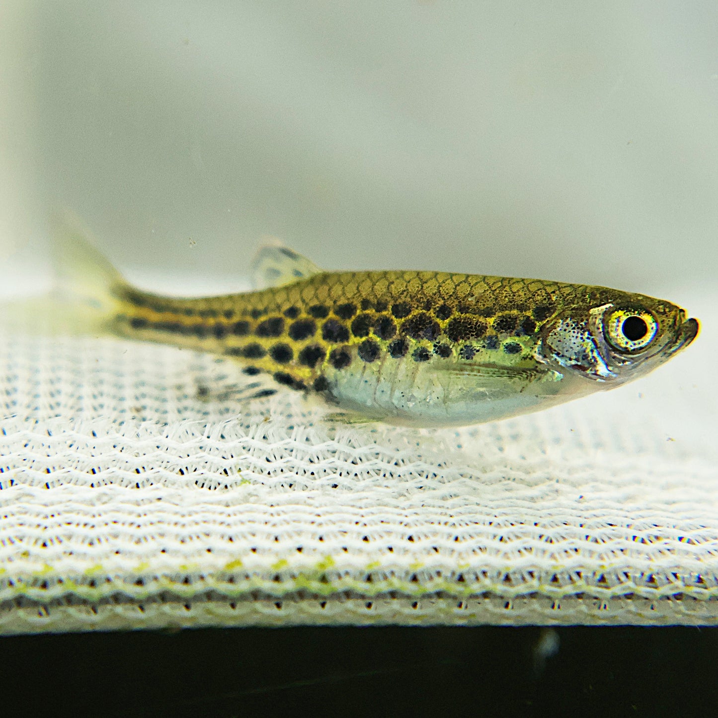 Danio Tiwini