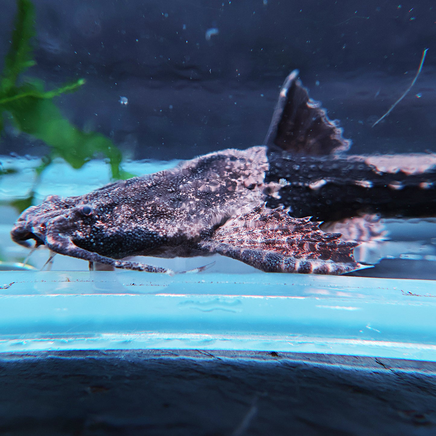 Poisson Banjo - Bunocephalus coracoideus