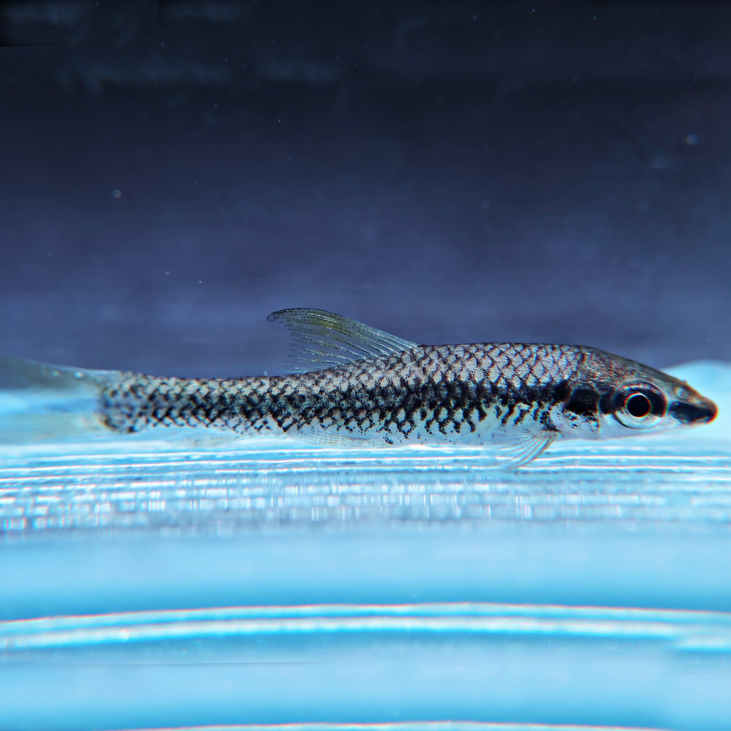Crossocheilus siamensis