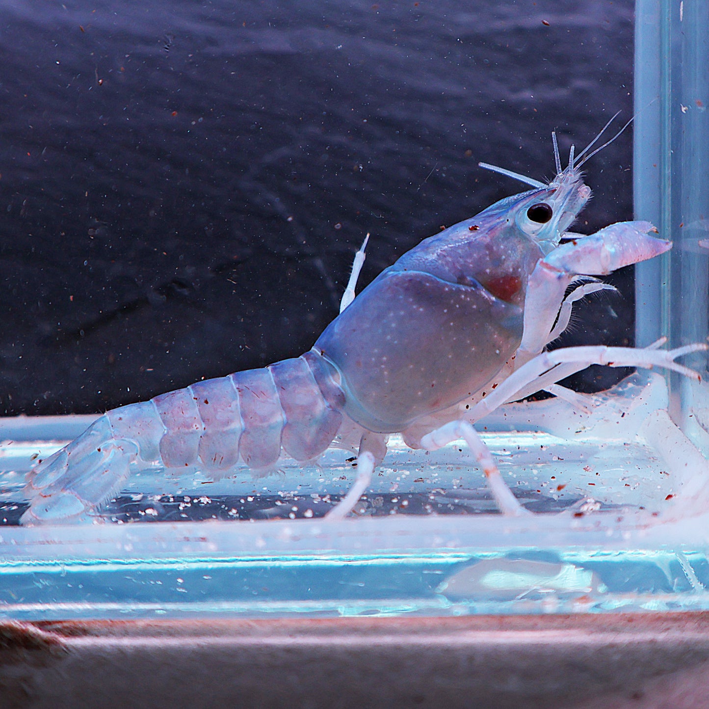 écrevise Cherax 3 couleurs