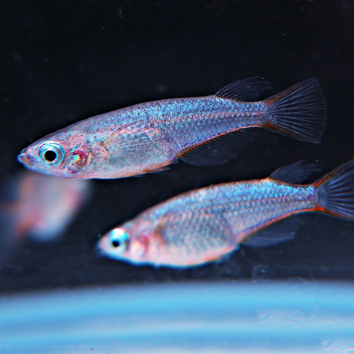 Oryzias Woworea