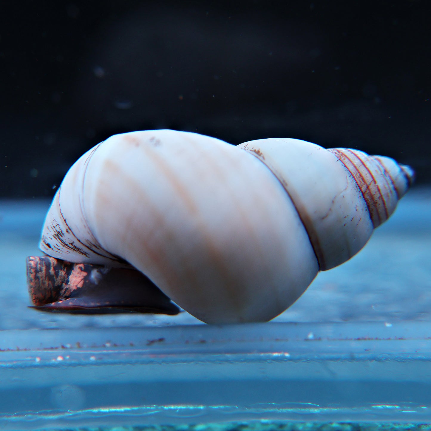 Escargot fantôme Filopaludina