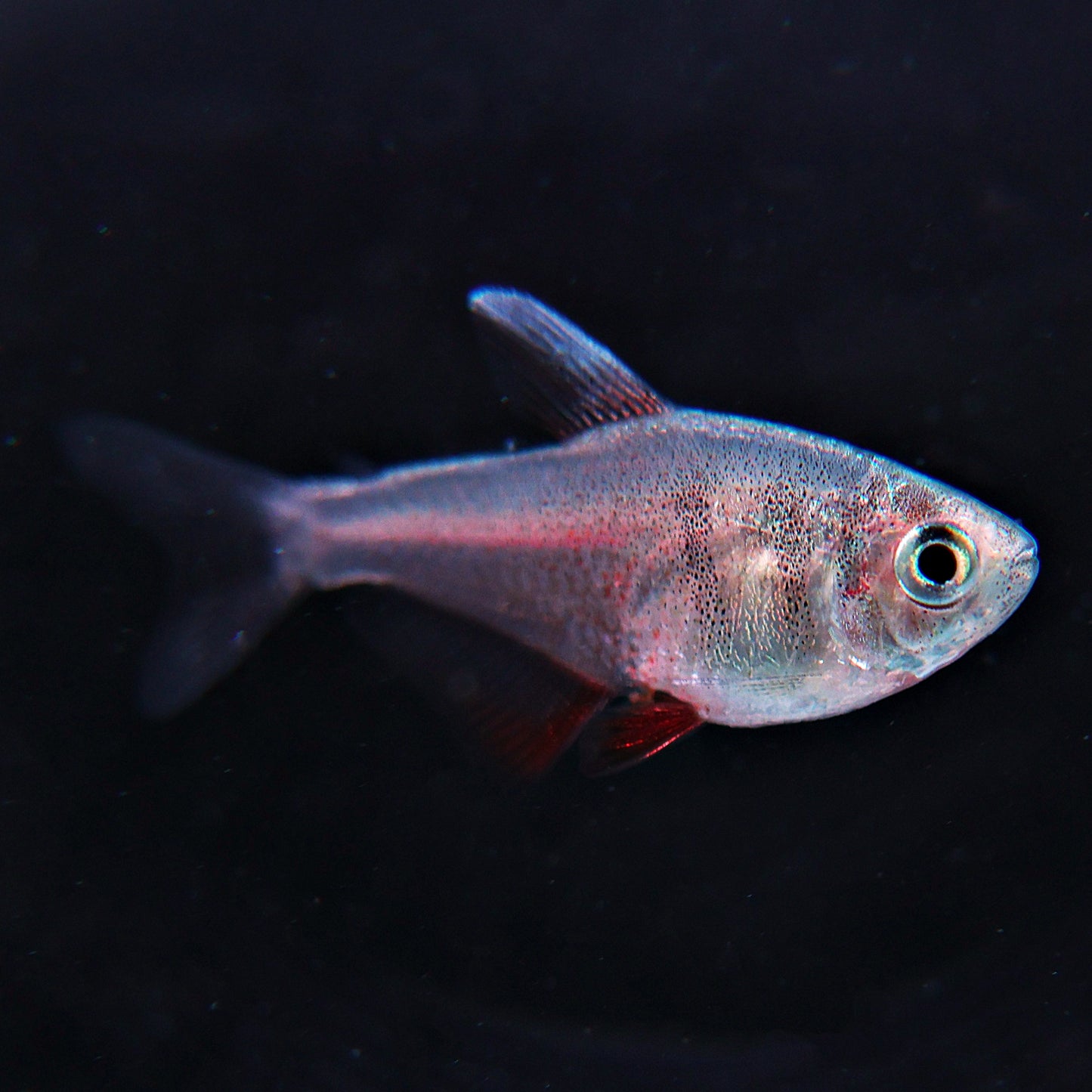 Tetra flamme