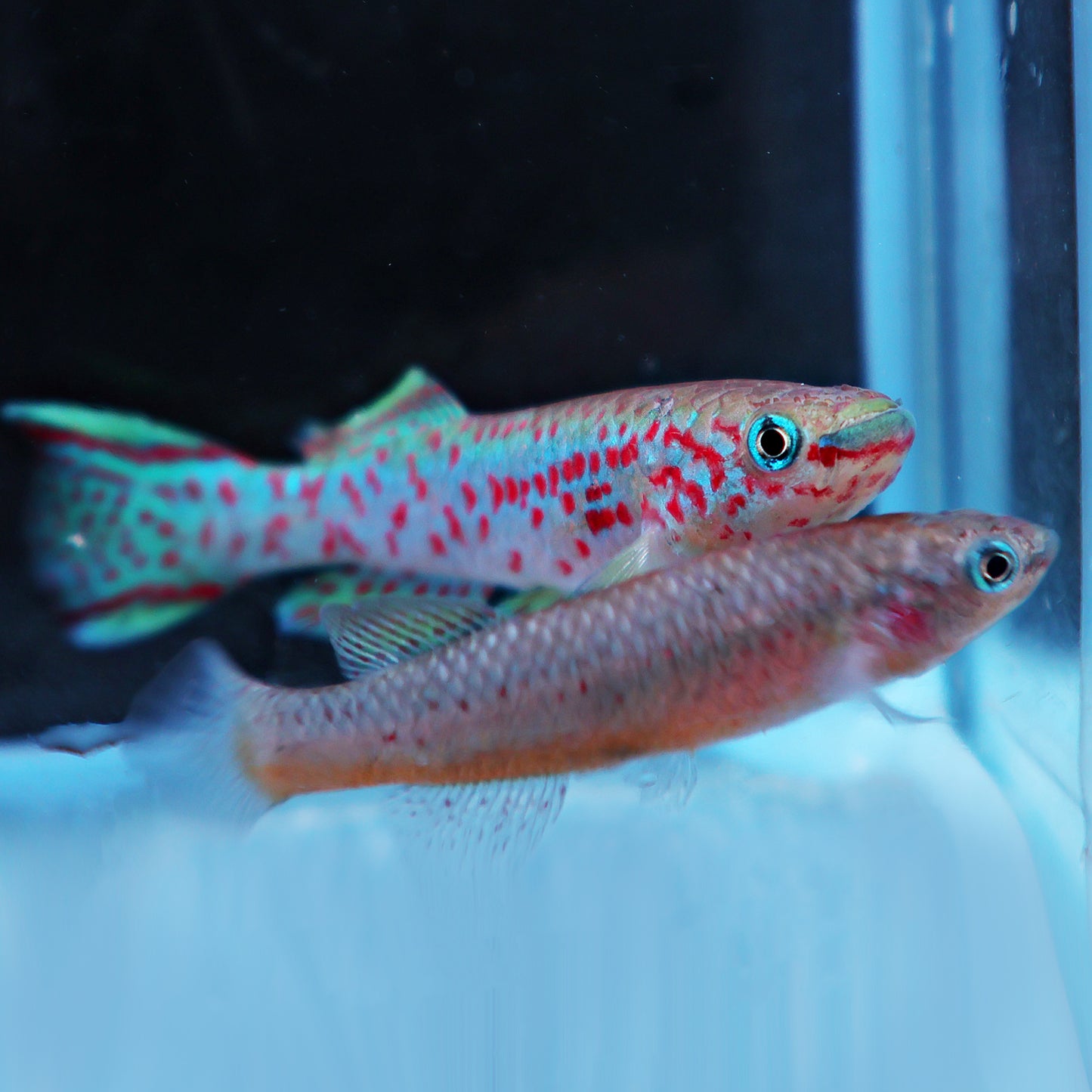 Fundulopanchax gardneri (le couple)