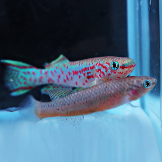Fundulopanchax gardneri (le couple)