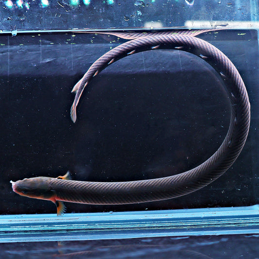 Erpetoichthys calabaricus - Poisson Roseau