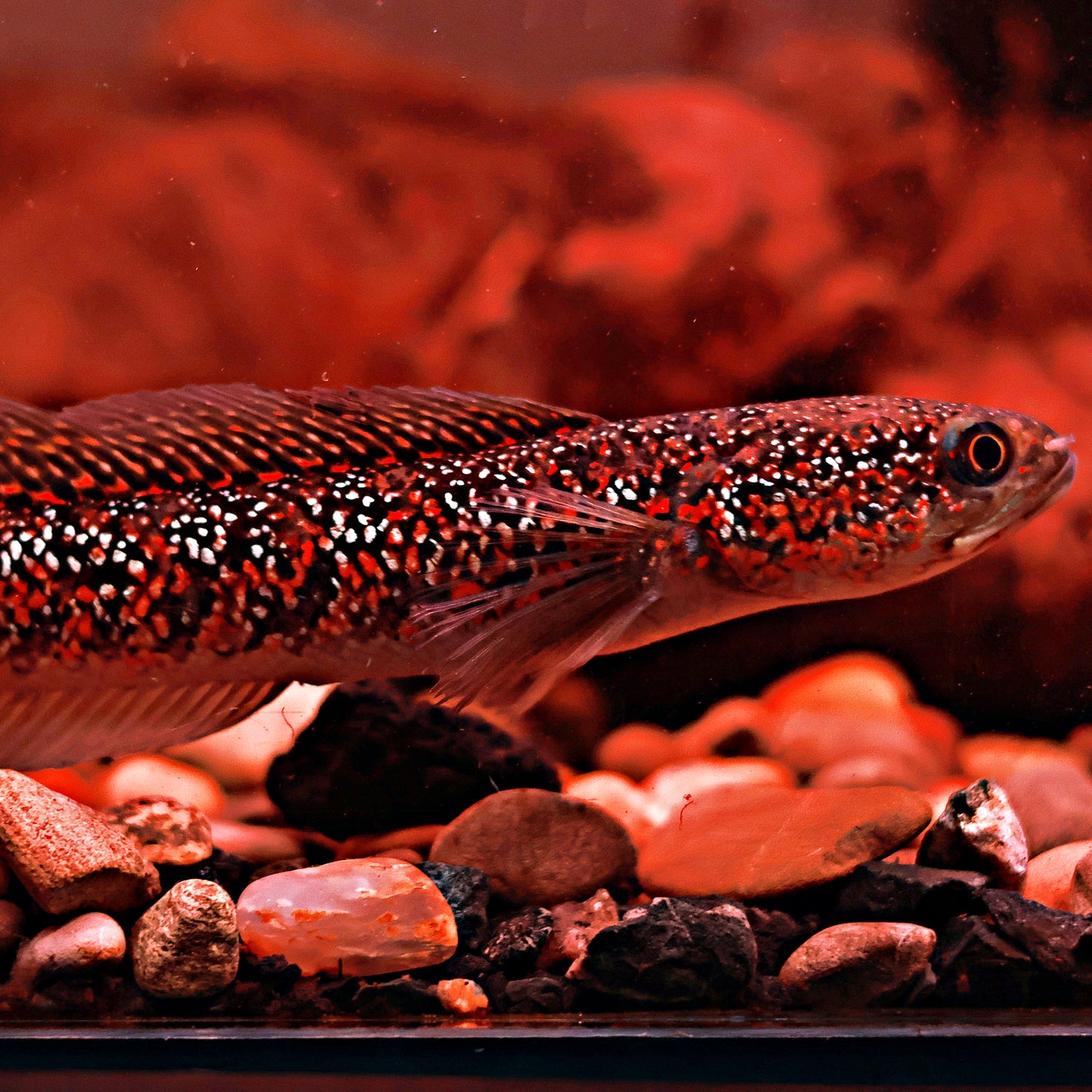 Channa Asiatica Super Red