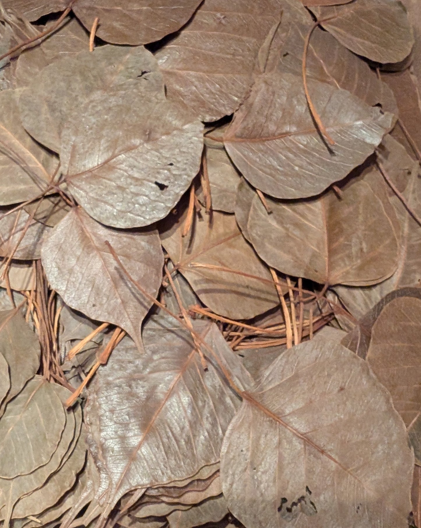 Feuilles de Peepal
