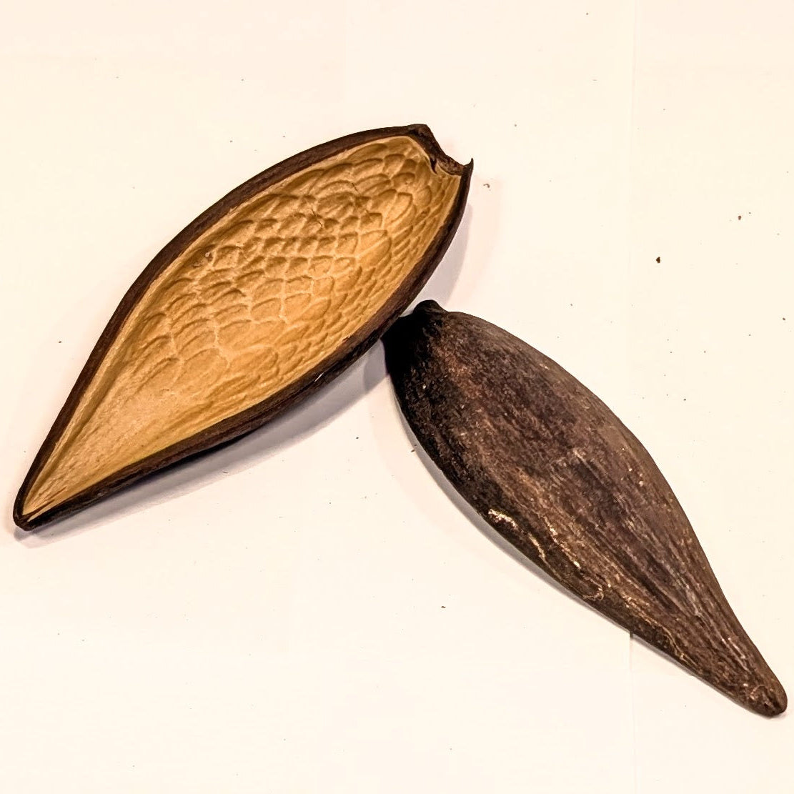 Gousse de canoinhas