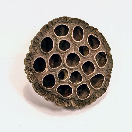 Gousse de Lotus