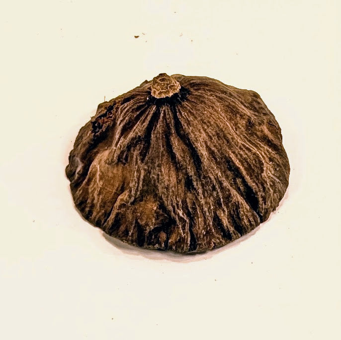 Gousse de Lotus
