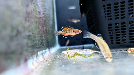 Goujon impérial : Hypseleotris compressa