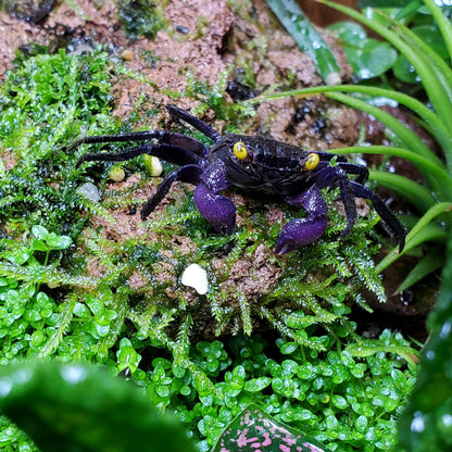 Crabe vampire dennerle (non séxé)
