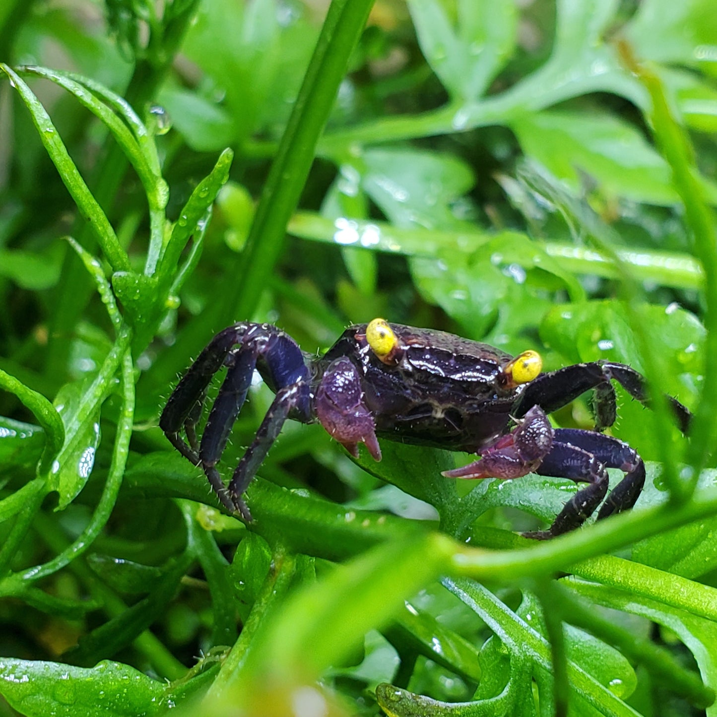 Crabe vampire dennerle (non séxé)