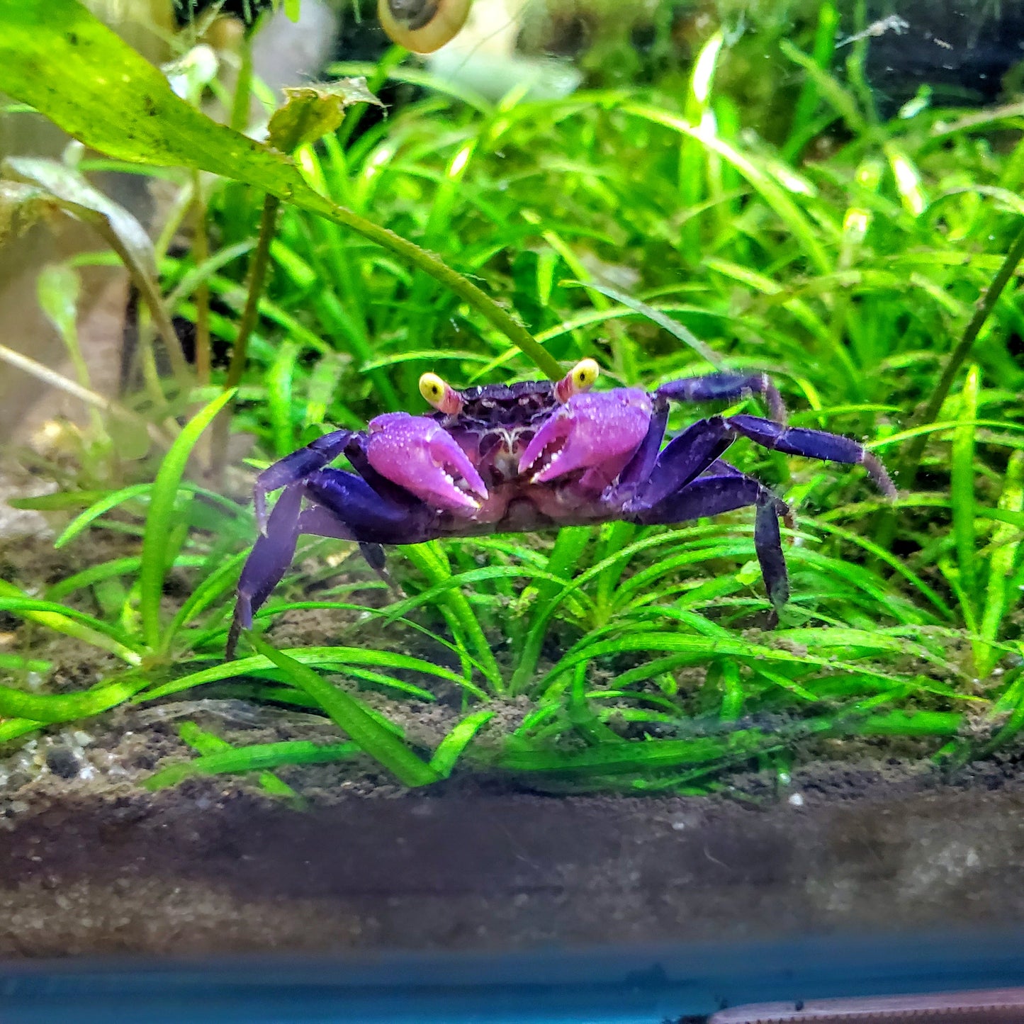 Crabe vampire dennerle (non séxé)