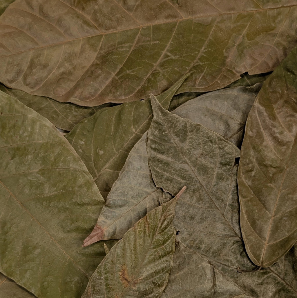 Feuilles de Cacaoyer