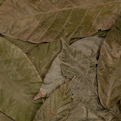 Feuilles de Cacaoyer