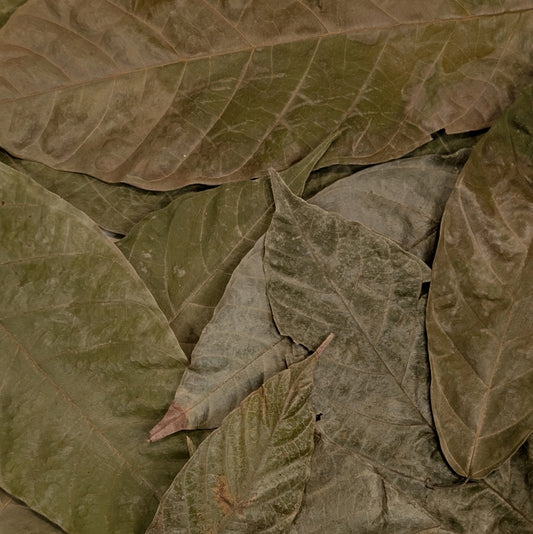 Feuilles de Cacaoyer