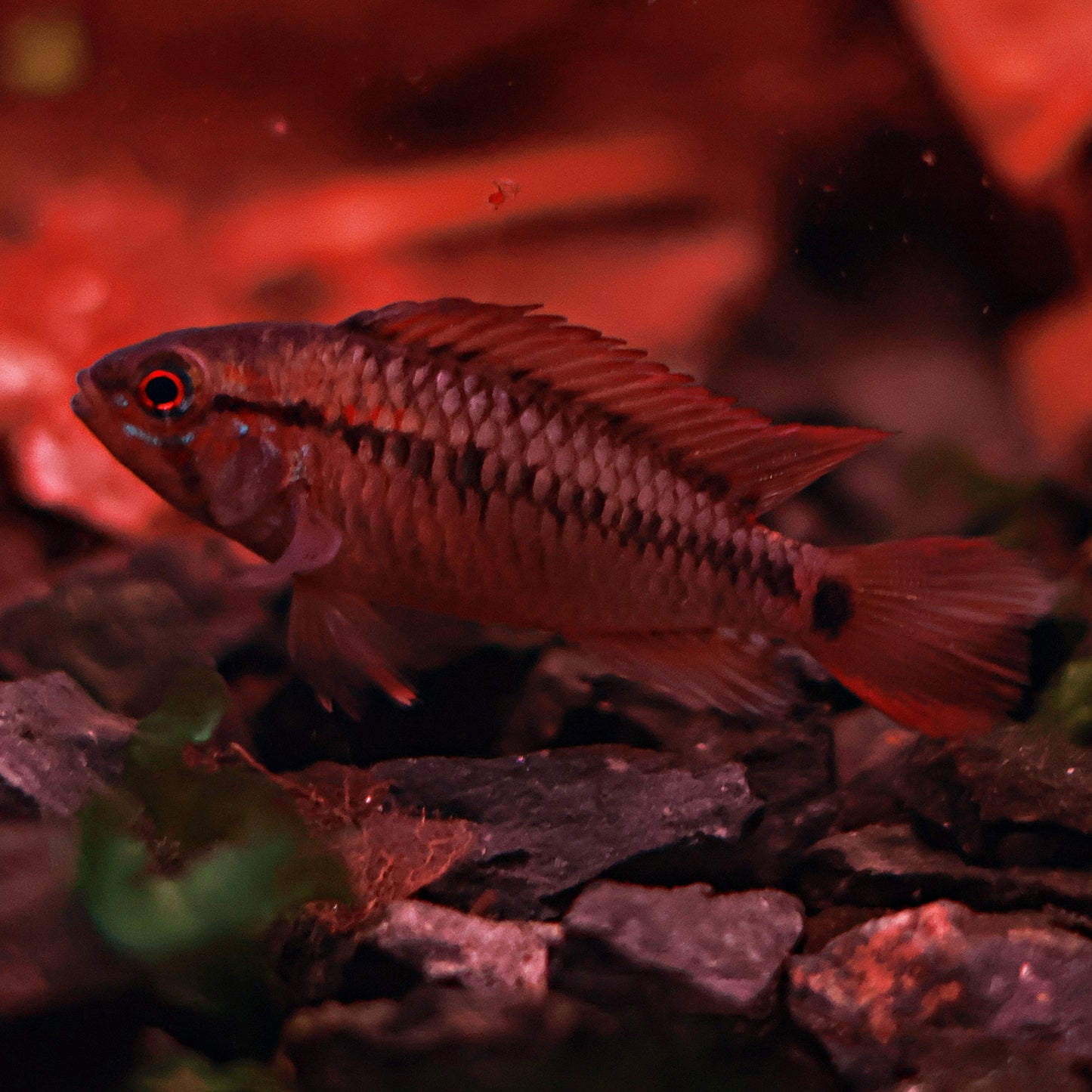 Apistogramma Macmasteri (couple)