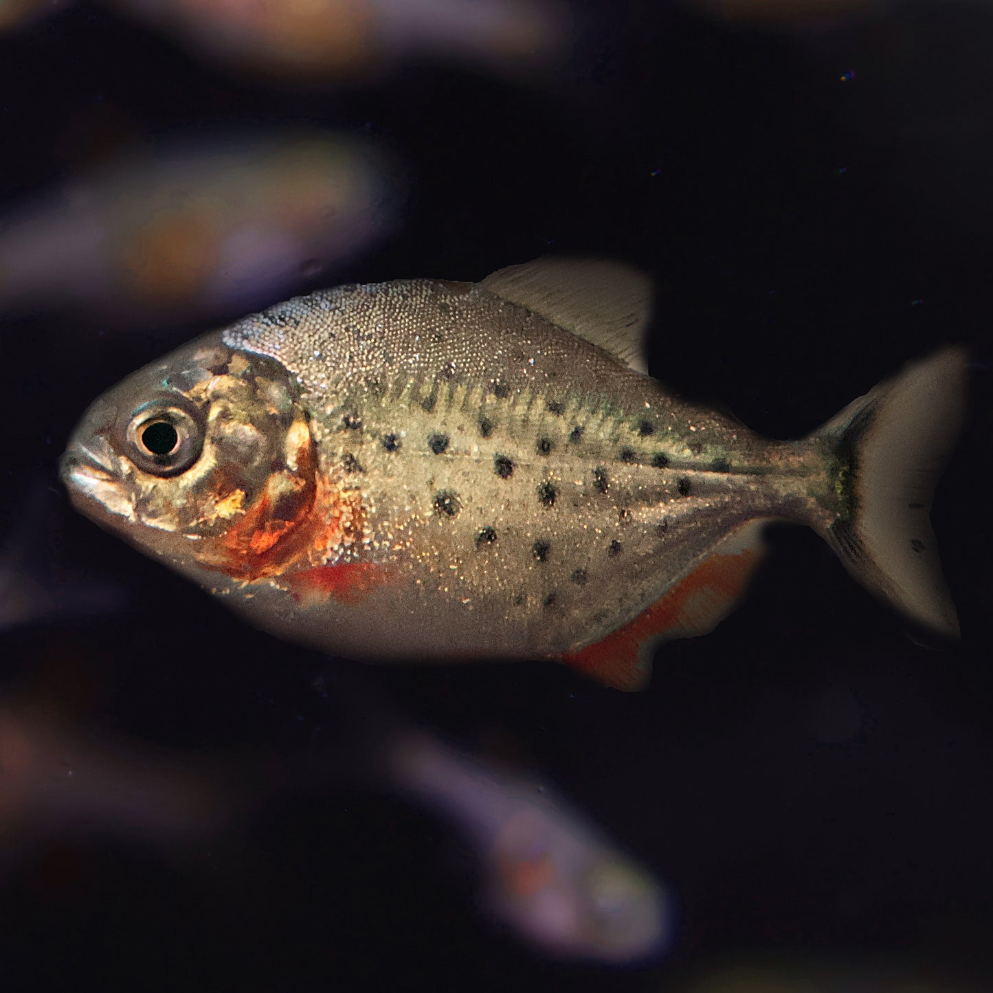 Piranha a ventre rouge - Pygocentrus nattereri
