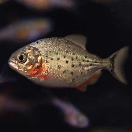 Piranha a ventre rouge - Pygocentrus nattereri