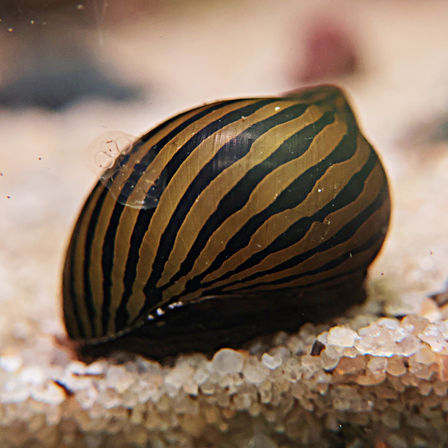 Neritina stripped