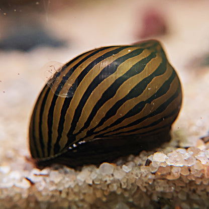 Neritina stripped
