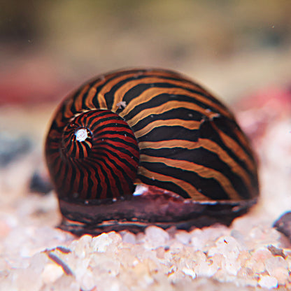 Neritina stripped
