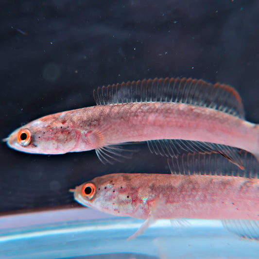 Channa Limbata Red Rim
