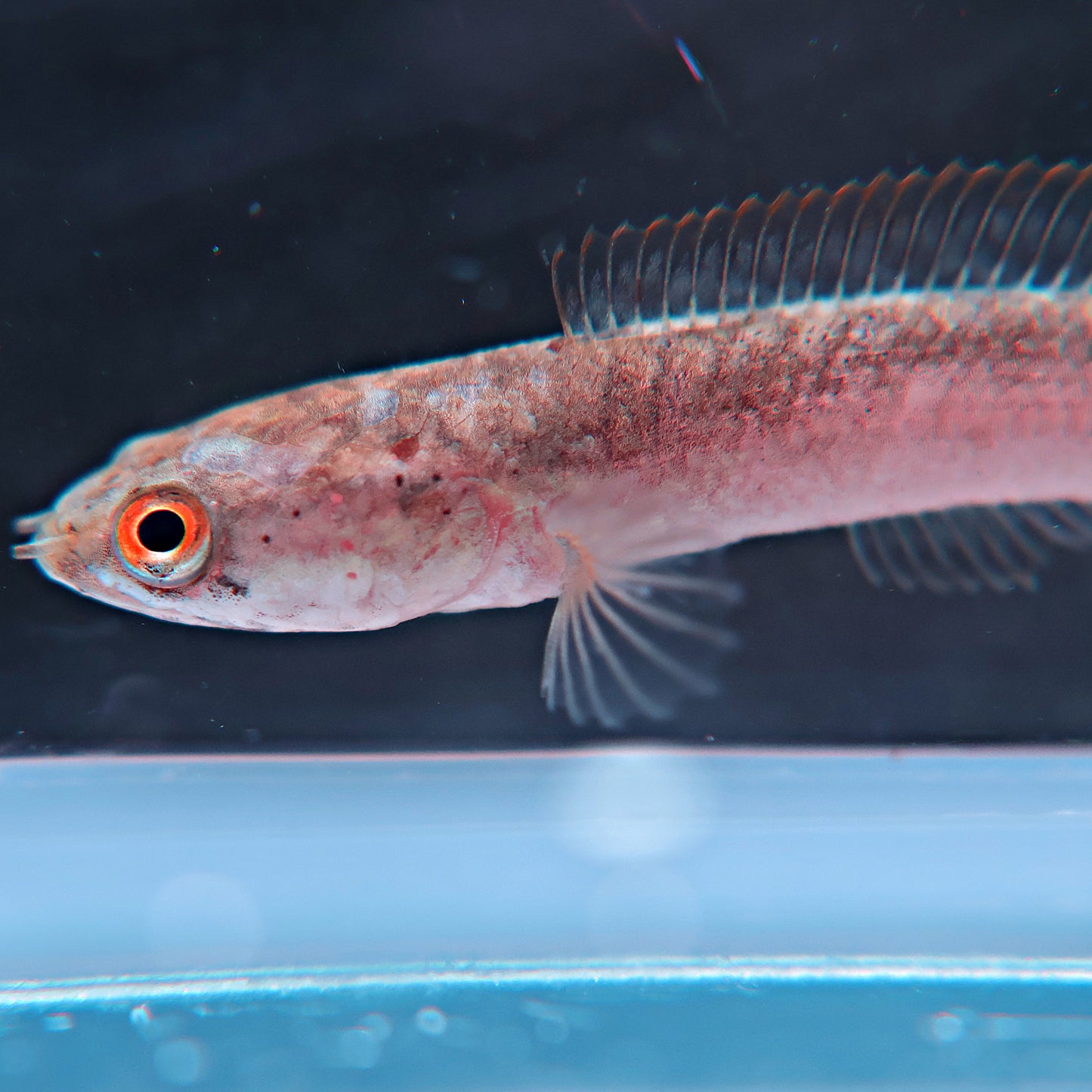 Channa Limbata Red Rim