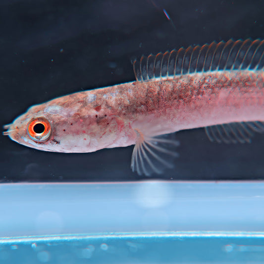 Channa Limbata Red Rim