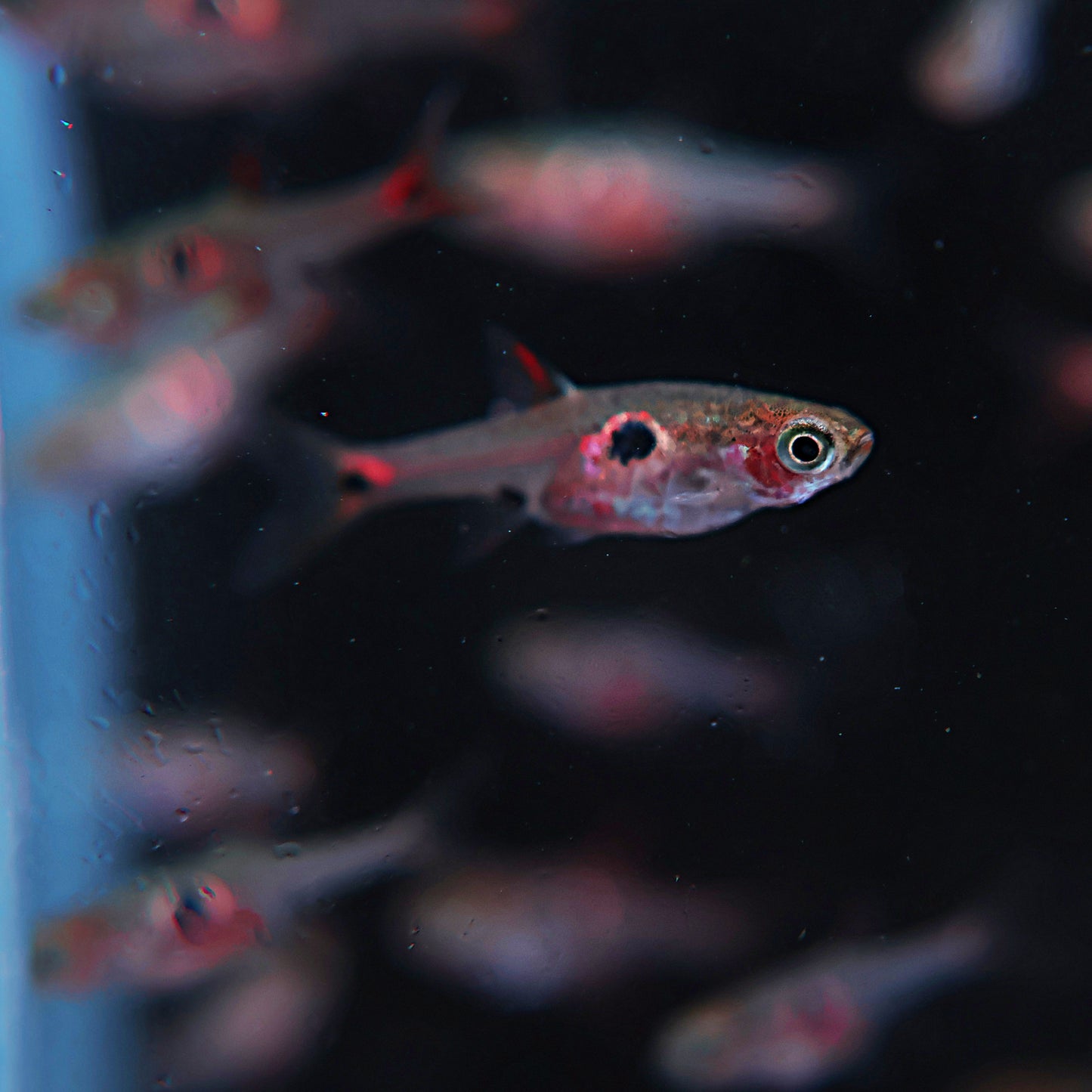 Rasbora Boraras .sp